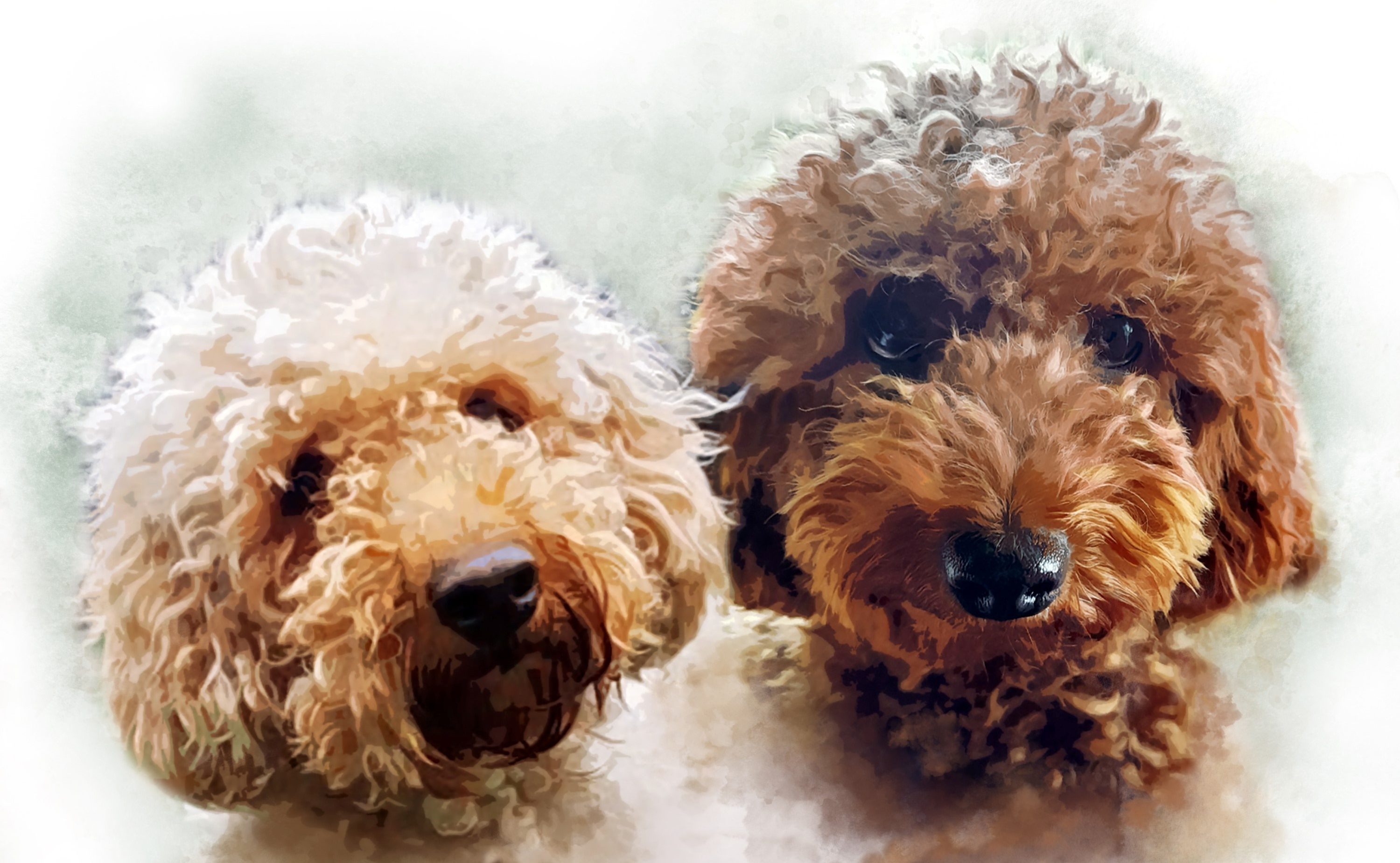 Anissa's Labradoodles